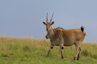 Eland