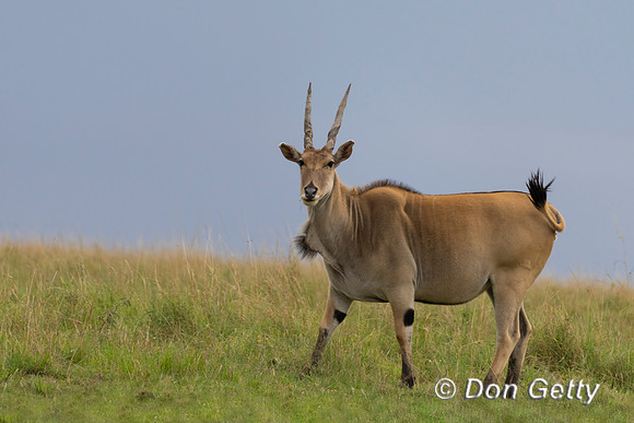 Eland
