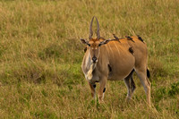 Eland