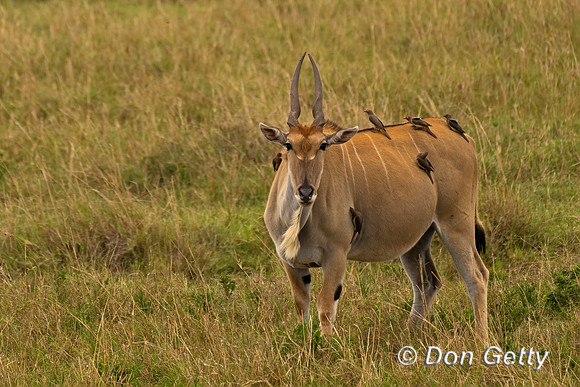 Eland