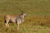 Eland
