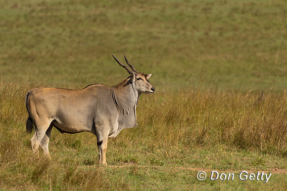 Eland