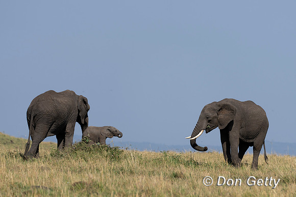 Elephant