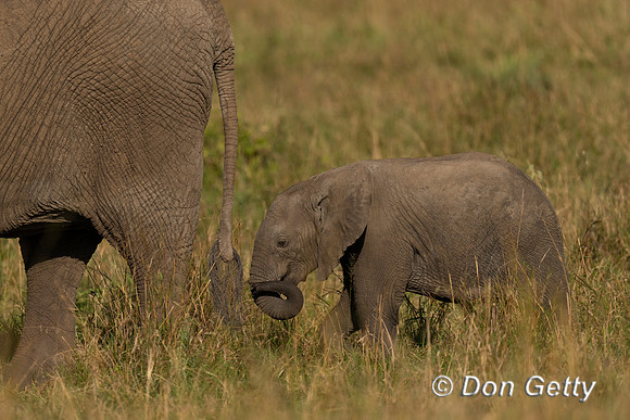 Elephant