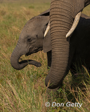 Elephant