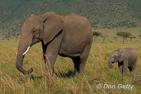 Elephant