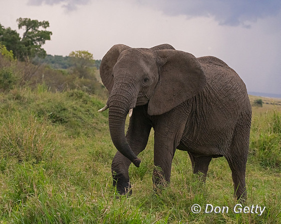 Elephant