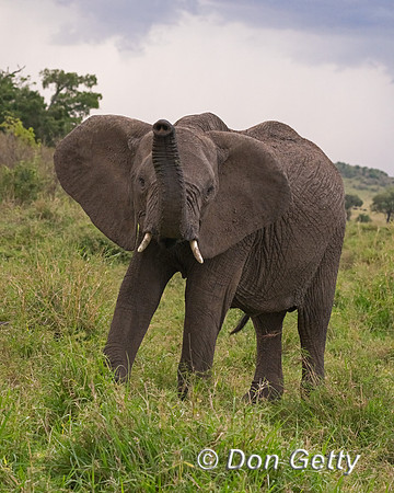 Elephant