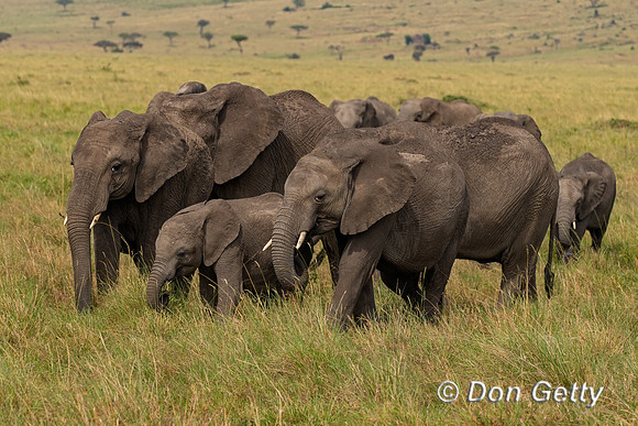 Elephant