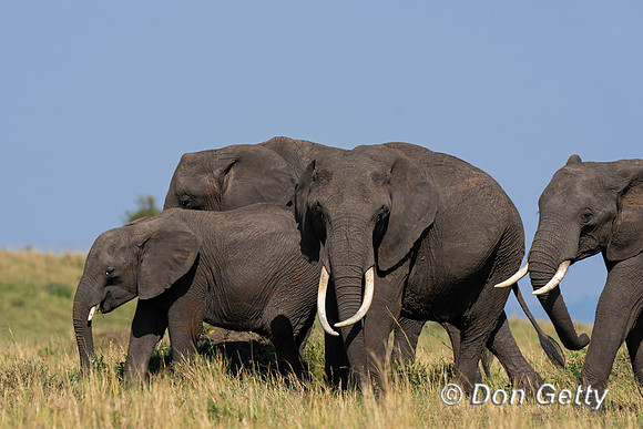 Elephant