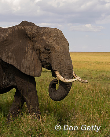 Elephant