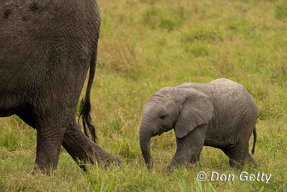 Elephant