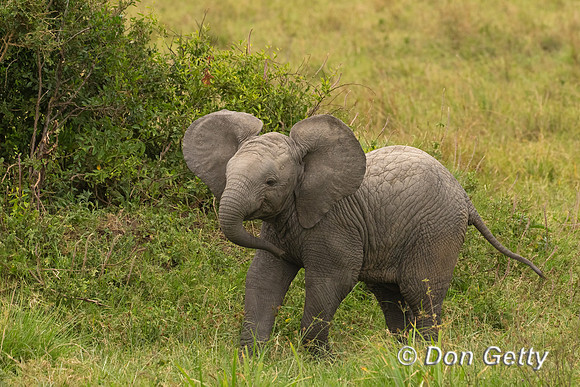 Elephant