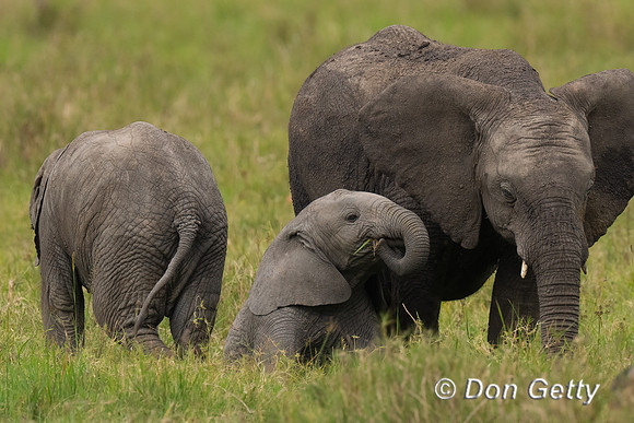 Elephant