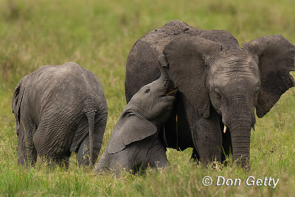 Elephant