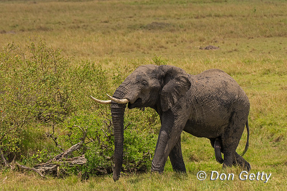 Elephant