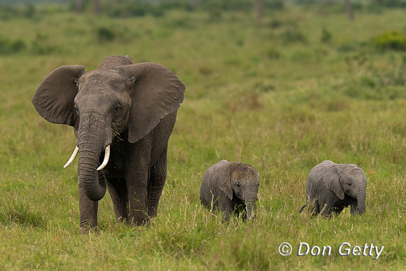 Elephant