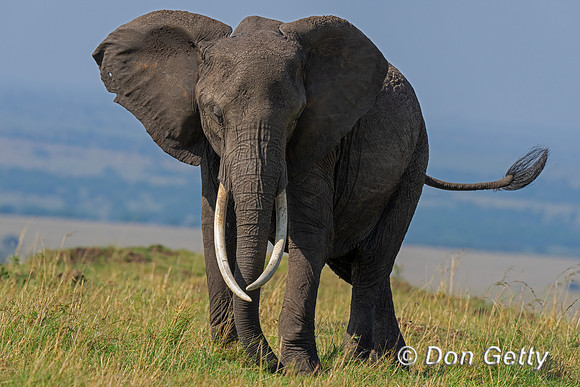 Elephant