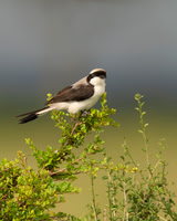 Grey-backed Fiscal