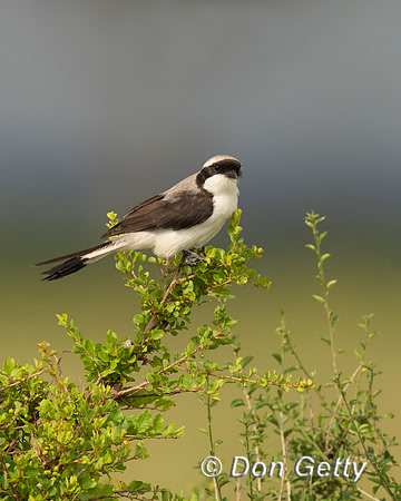 Grey-backed Fiscal
