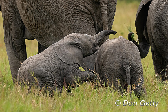 Elephant