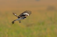 Grey-backed Fiscal