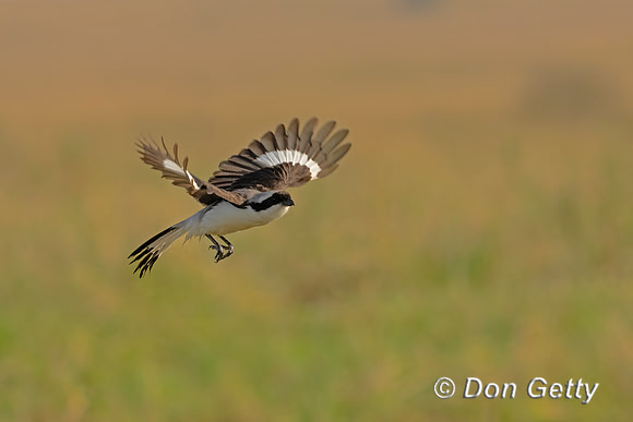 Grey-backed Fiscal