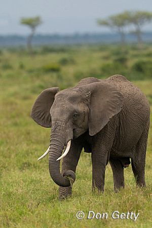 Elephant