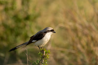 Grey-backed Fiscal