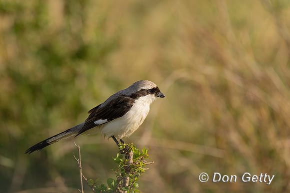 Grey-backed Fiscal
