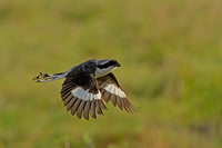 Grey-backed Fiscal