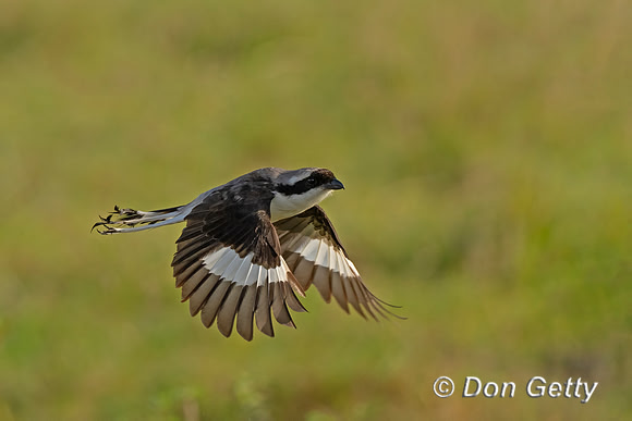 Grey-backed Fiscal