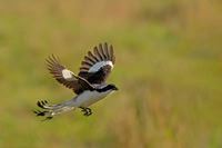 Grey-backed Fiscal