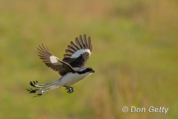Grey-backed Fiscal