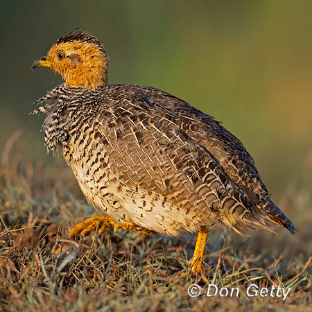 Coqui Francolin