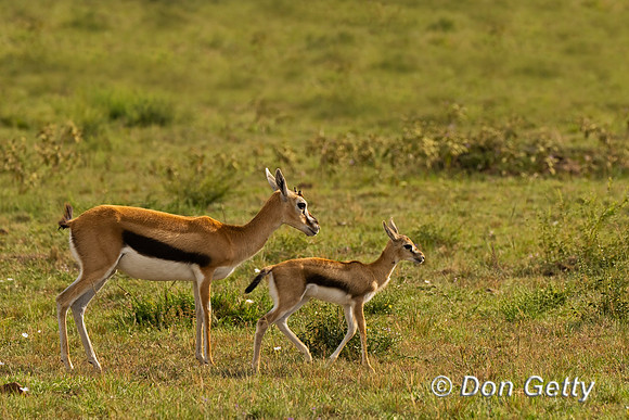 Thomson's Gazelle