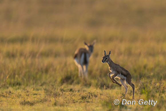 Thomson's Gazelle