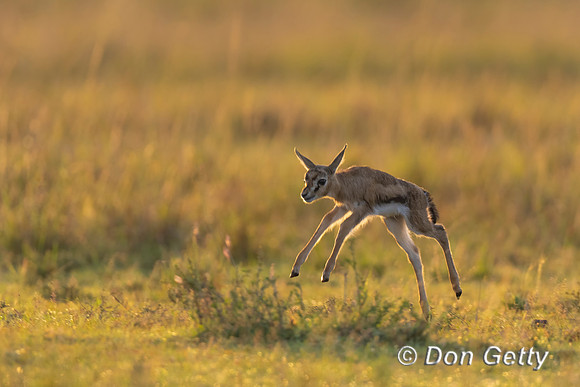 Thomson's Gazelle