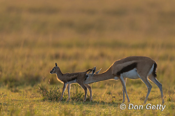 Thomson's Gazelle