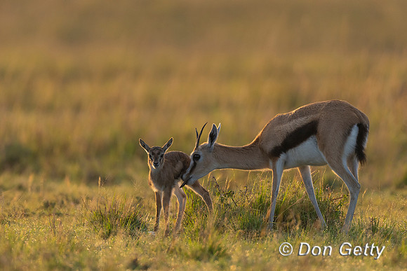 Thomson's Gazelle