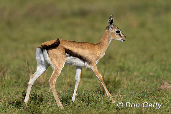 Thomson's Gazelle