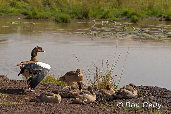 Egyptian Goose