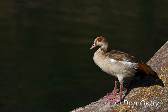 Egyptian Goose