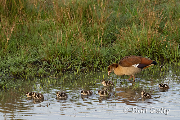 Egyptian Goose