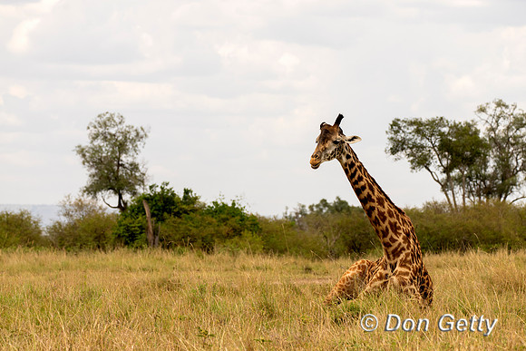 Masai Giraffe