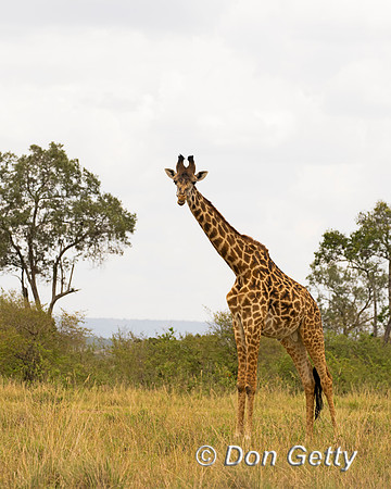 Masai Giraffe
