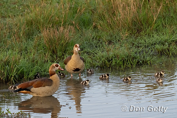 Egyptian Goose