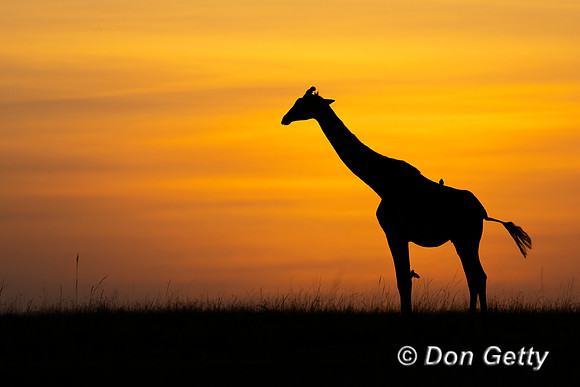 Masai Giraffe at sunrise