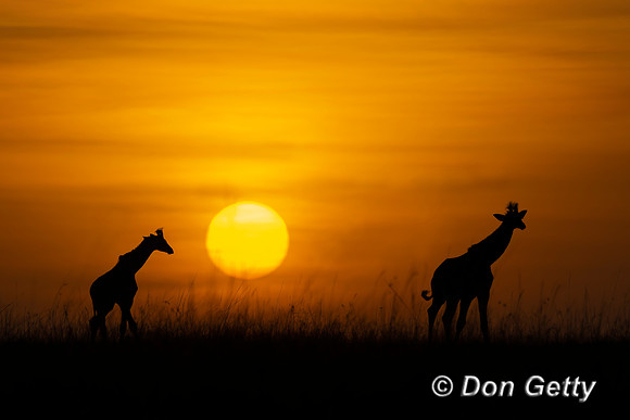 Masai Giraffe at sunrise