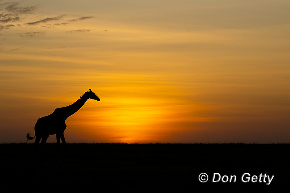 Masai Giraffe at sunrise